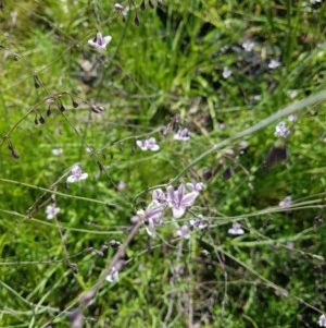 Arthropodium milleflorum at Tennent, ACT - 1 Dec 2020