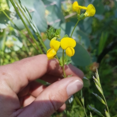 Lotus corniculatus (Birds-Foot Trefoil) at Cotter River, ACT - 9 Dec 2020 by nathkay