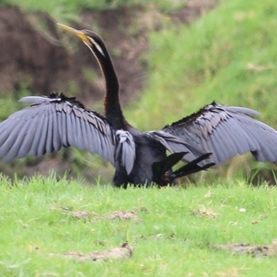 Anhinga novaehollandiae (Australasian Darter) at Wallagoot, NSW - 21 Dec 2020 by KylieWaldon