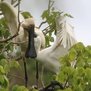 Platalea regia at Bega, NSW - 21 Dec 2020