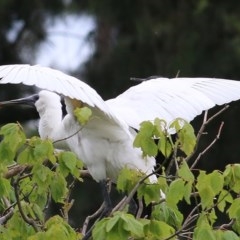 Platalea regia at Bega, NSW - 21 Dec 2020