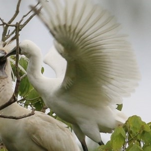 Platalea regia at Bega, NSW - 21 Dec 2020