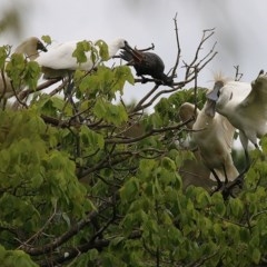 Platalea regia at Bega, NSW - 21 Dec 2020 12:10 PM