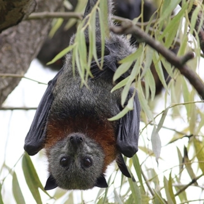 Pteropus poliocephalus (Grey-headed Flying-fox) at Bega, NSW - 21 Dec 2020 by Kyliegw