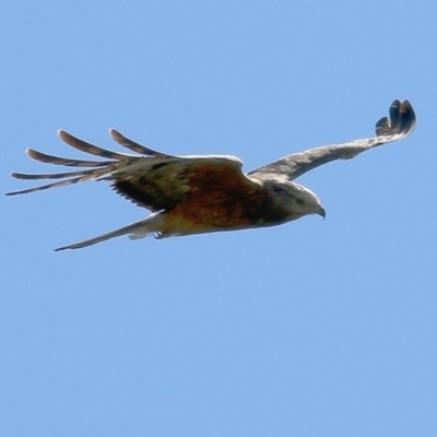 Lophoictinia isura (Square-tailed Kite) at Bournda, NSW - 22 Dec 2020 by KylieWaldon