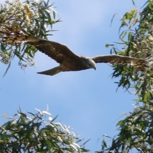Lophoictinia isura at Bournda, NSW - suppressed