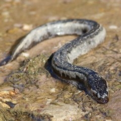 Anguilla australis (Short Finned Eel) at Bournda, NSW - 21 Dec 2020 by KylieWaldon