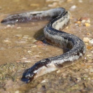 Anguilla australis at Bournda, NSW - 22 Dec 2020