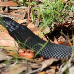 Pseudechis porphyriacus (Red-bellied Black Snake) at Bournda, NSW - 21 Dec 2020 by Kyliegw