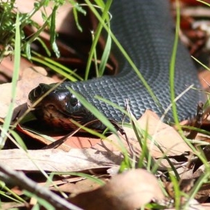 Pseudechis porphyriacus at Bournda, NSW - 22 Dec 2020