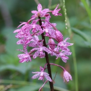 Dipodium punctatum at Brogo, NSW - suppressed