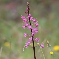 Dipodium punctatum at Brogo, NSW - suppressed