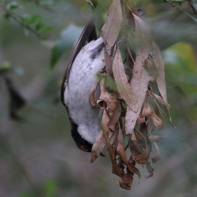 Melithreptus lunatus (White-naped Honeyeater) at Brogo, NSW - 21 Dec 2020 by KylieWaldon