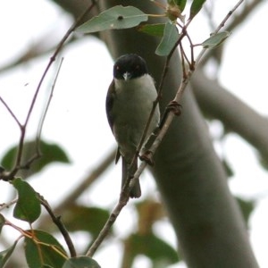 Melithreptus lunatus at Brogo, NSW - 21 Dec 2020