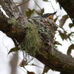 Myiagra rubecula (Leaden Flycatcher) at Brogo, NSW - 20 Dec 2020 by KylieWaldon