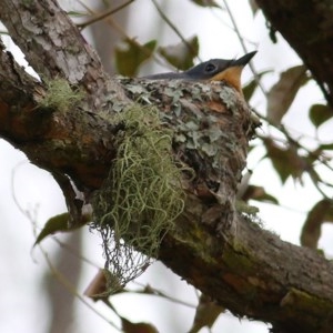 Myiagra rubecula at Brogo, NSW - 21 Dec 2020