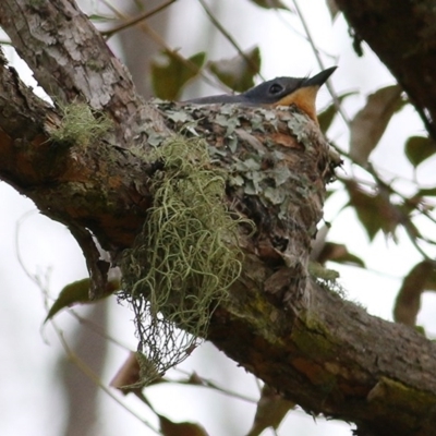 Myiagra rubecula (Leaden Flycatcher) at Brogo, NSW - 21 Dec 2020 by KylieWaldon