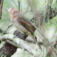 Pachycephala pectoralis (Golden Whistler) at Brogo, NSW - 21 Dec 2020 by KylieWaldon