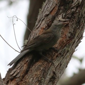 Colluricincla harmonica at Brogo, NSW - 21 Dec 2020