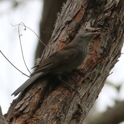 Colluricincla harmonica (Grey Shrikethrush) at Brogo, NSW - 21 Dec 2020 by KylieWaldon