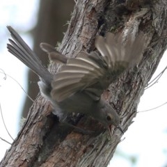 Colluricincla harmonica at Brogo, NSW - 21 Dec 2020