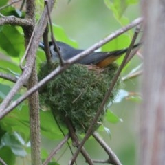 Monarcha melanopsis (Black-faced Monarch) at Brogo, NSW - 20 Dec 2020 by Kyliegw