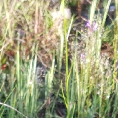 Linaria pelisseriana (Pelisser's Toadflax) at Cook, ACT - 15 Oct 2020 by drakes