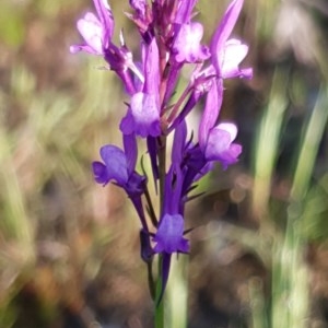 Linaria pelisseriana at Cook, ACT - 15 Oct 2020