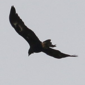 Aquila audax at Brogo, NSW - 21 Dec 2020 09:15 AM