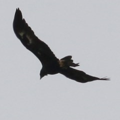Aquila audax (Wedge-tailed Eagle) at Brogo, NSW - 20 Dec 2020 by Kyliegw