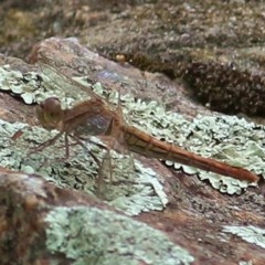 Diplacodes haematodes (Scarlet Percher) at Brogo, NSW - 20 Dec 2020 by Kyliegw