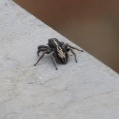 Lycidas scutulatus (Jumping Spider) at Brogo, NSW - 21 Dec 2020 by KylieWaldon