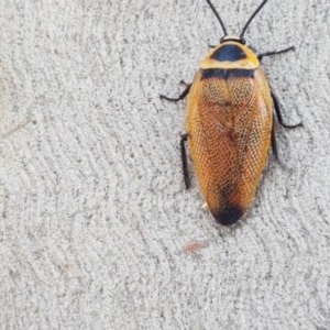 Ellipsidion australe at Fraser, ACT - 22 Dec 2020 02:40 PM