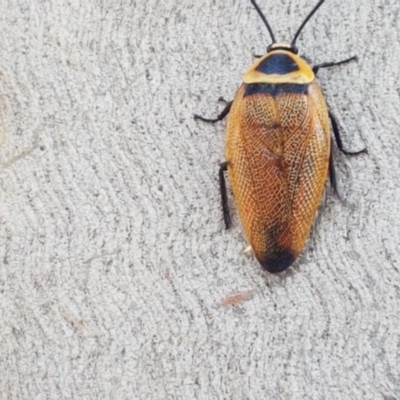 Ellipsidion australe (Austral Ellipsidion cockroach) at Fraser, ACT - 22 Dec 2020 by trevorpreston