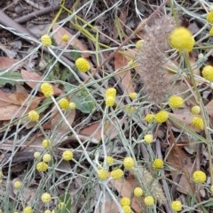 Calocephalus citreus (Lemon Beauty Heads) at Fraser, ACT - 22 Dec 2020 by trevorpreston