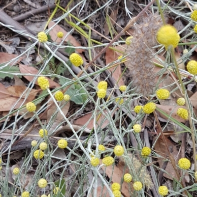 Calocephalus citreus (Lemon Beauty Heads) at Fraser, ACT - 22 Dec 2020 by trevorpreston