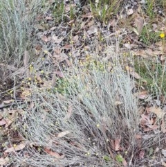 Calocephalus citreus at Fraser, ACT - 22 Dec 2020
