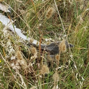 Cynosurus echinatus at Fraser, ACT - 22 Dec 2020