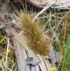 Cynosurus echinatus at Fraser, ACT - 22 Dec 2020