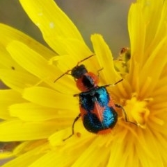 Dicranolaius villosus (Melyrid flower beetle) at Fraser, ACT - 22 Dec 2020 by trevorpreston