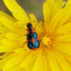 Dicranolaius villosus at Fraser, ACT - 22 Dec 2020