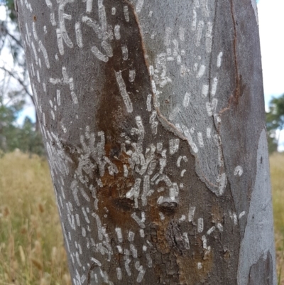 Eriococcidae sp. (family) (Unidentified felted scale) at Fraser, ACT - 22 Dec 2020 by trevorpreston