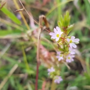 Lythrum hyssopifolia at Fraser, ACT - 22 Dec 2020