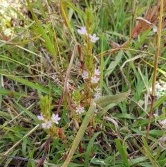 Lythrum hyssopifolia at Fraser, ACT - 22 Dec 2020 02:57 PM