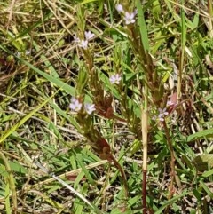 Lythrum hyssopifolia at Fraser, ACT - 22 Dec 2020