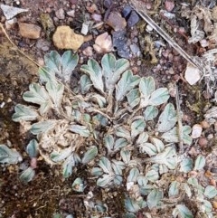 Riccia sp. (genus) (Liverwort) at Fraser, ACT - 22 Dec 2020 by trevorpreston