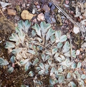 Riccia sp. (genus) at Fraser, ACT - 22 Dec 2020