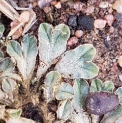 Riccia sp. (genus) at Fraser, ACT - 22 Dec 2020