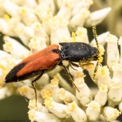 Anilicus xanthomus (A click beetle) at Black Mountain - 21 Dec 2020 by Roger