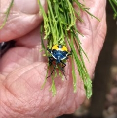 Commius elegans (Cherry Ballart Shield Bug) at Greenleigh, NSW - 22 Dec 2020 by LyndalT